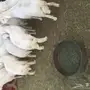 طليان جبره للبيع