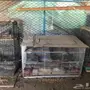 قماري للبيع