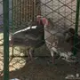 غنم رفيدي مهجن و دجاج و أنواع من البط و رومي