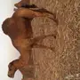القنفذة