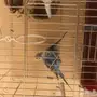 للبيع عصافير طيور الحب