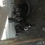 المعزا للبيع مع عيالها