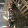 ديوك بلدي