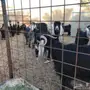 معزا عوارض