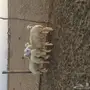 رخال لبيع  