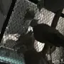 حمام قماري للبيع هولندي