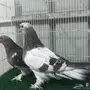 طبه وردي