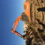 بوكلين 2012 دوسان