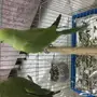 للبيع ببغاء دره 