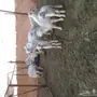 حريات طيبه العدد 7