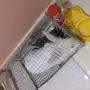 أرنب للبيع 