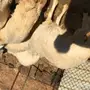 طليان حريه سمان ونظيفه للبيع