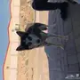 كلب هاسكي بيور انثىء مدربه اطاعه اليف عمرها 8