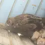 عقاب ذهبي او عقاب ملكي