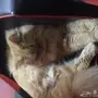 قطة معها كرت تطعيم