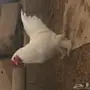 طقم براهما ابيض للبيع 