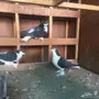 جوزين شيرازي لاهوري