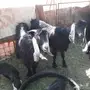 عنز معزا والد مواليد معهن تيوس وجفار حليب واف