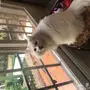 عرض قطة للتبني