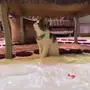 قط شيرازي ذكر للبيع 