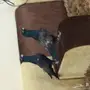 فيدوني وش نوع الحمام هذا 