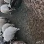 طليان طيبه