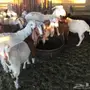 تيوس مندي 