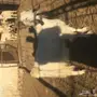 ماعز دفيع الموقع بلجرشي 