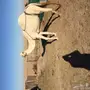 معشر وضحي للبيع