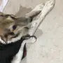 الكلب اليف