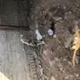 الذيب العربي
