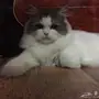 قط لتبني