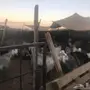 ماعز للبيع 