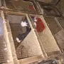 زوج بولهد بخاره Top