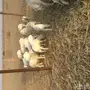 بهم لبني لبيع 260 