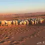  اغنام