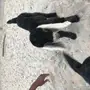 تيس للبيع - مشروع فحل 