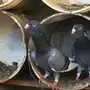 حمام للبيع جوز