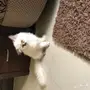 قطه هملايا 