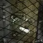 أرانب للبيع 