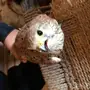 صقر شبوط