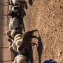 للبيع هرفى نعيم  جمله او تجزئه نظاف 