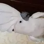 كوكاتو امبريلا فرخ اليف رقيص 