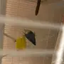 جوزين روز  مع  بيض