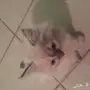 قطط شيرازي 