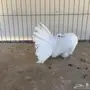 شمسي هولندي ابيض