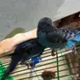 طيور حب ازواج للبيع