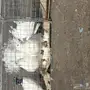 حمام رقاصي 