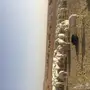 حريات صنف مقاني 115