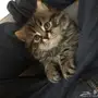 3 قطط للبيع 